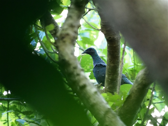 iNjJXog,Japanese Wood Pigeon